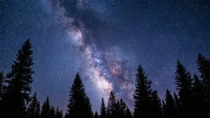 En stjerneklar nattehimmel med Mælkevejen over silhuetten af en fyrreskov. — Himmeludsigt Wallpapers