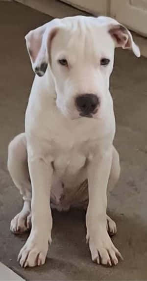 Dogo Argentino Billeder — Pixel Fold Wallpapers