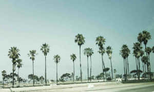 Tumblr Californien Desktop