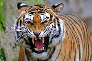 Majestætisk tiger i naturen — MacBook Air Wallpapers