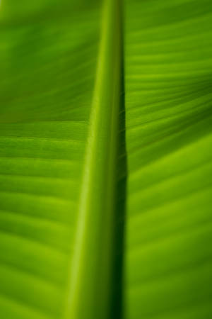 Bananblad makrofotografi tapet. — 2:3 Wallpapers