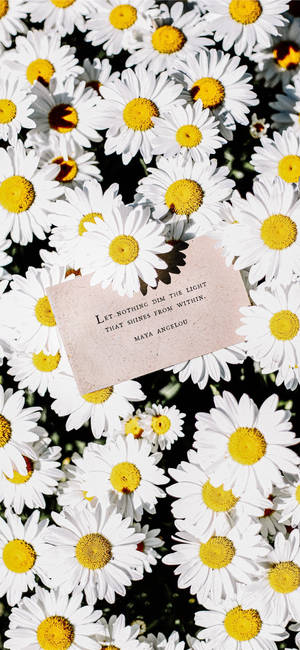 Maya Angelou Citat Og Hvid Tusindfryd Iphone — 19.5:9 Wallpapers