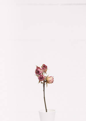 Minimalistisk tapet med lyserøde roser — OnePlus Pad 3 Pro Wallpapers