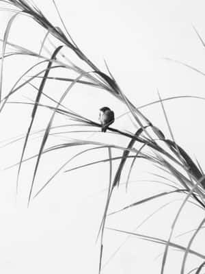 Minimalistisk sort-hvid kunst — Galaxy Z TriFold Wallpapers