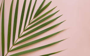 Wallpaper med minimalistisk sommeræstetik og palmeblad — Sommer æstetik Wallpapers
