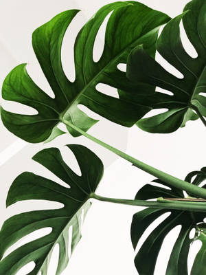 Minimalistisk Monstera-blade vægbaggrund — Startskærm Wallpapers