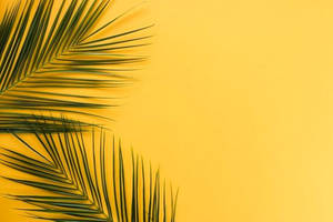 Minimalistiske palme blade — Minimalistisk æstetik Wallpapers
