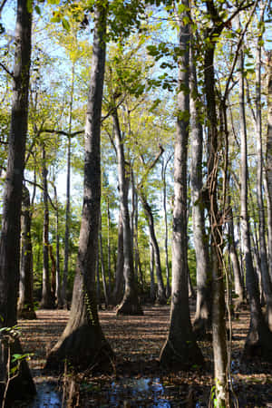 Mississippi-skove — Skovudsigt Wallpapers