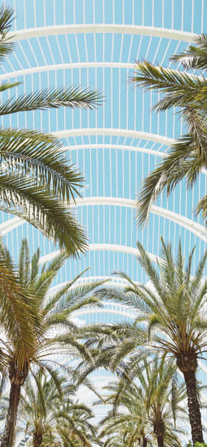 Moderne arkitektur palmetræer — Tecno Spark 40 Pro Wallpapers