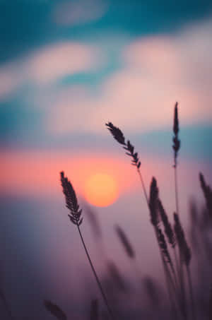 Æstetisk baggrund — Honor MagicPad 3 Wallpapers