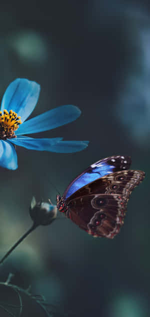 Blomster og sommerfugle — Xiaomi 17 Pro Max Wallpapers