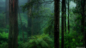 Mørk skov baggrund — Mørk skov Wallpapers