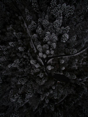 Mørk skov set oppefra på telefon — Mørk telefon Wallpapers