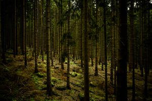 Mørkegrøn Skov Baggrund — Mørk skov Wallpapers