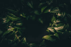 Mørkegrønne æstetiske billeder — MacBook Pro M3 Wallpapers