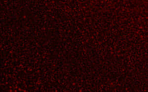 Mørkerød Baggrund — Mørkerød Wallpapers