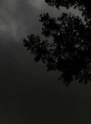 Mørkt tema træsilhuet skyet nat — Mørk skov Wallpapers