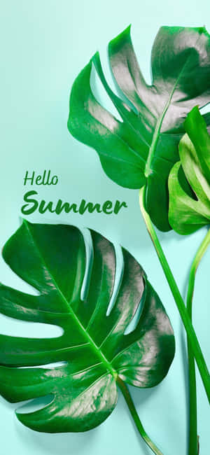 Iphone X Sommerbaggrund — Oppo F33 Wallpapers