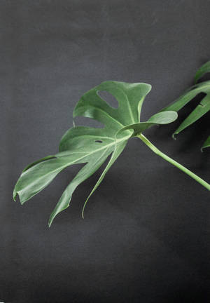 Monstera På Sort Overflade tapet — OnePlus Pad Go 2 Wallpapers