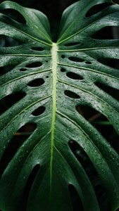 Et makrobillede af et monstera-blad med funklende regndråber, der udstråler friskhed. — Grøn æstetik Wallpapers