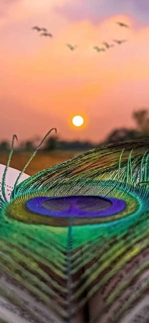 Mor Pankh Solnedgang — Galaxy S26 Wallpapers