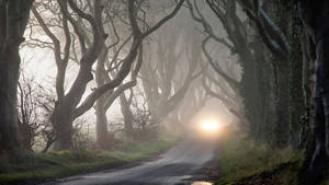 Mystisk Dark Hedges Kunstværk — Mørk skov Wallpapers