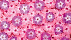 Lyserød blomsterbaggrund