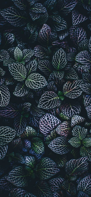 Plante Iphone — iPhone 14 Plus Wallpapers