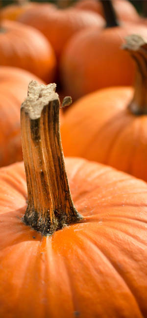 Thanksgiving iPhone Billede Af Græskar — iPhone 18 Pro Wallpapers