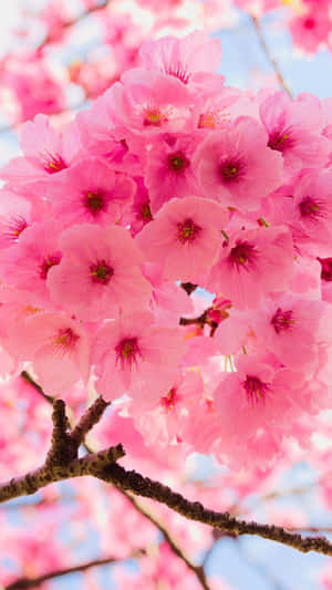Nærbillede af kirsebærblomster mod himlen — Blomster Wallpapers