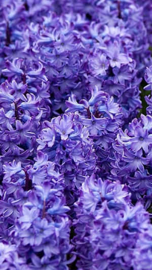 nærbillede af lilla blomster i en have — Blomst Wallpapers