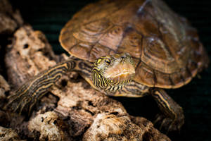 Nærbillede af nordlig landkortskildpadde — Cool skildpadde Wallpapers