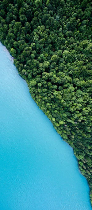 Natur Telefon Træer Hav — Oppo Find N6 Wallpapers