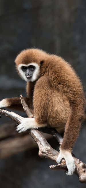 Iphone Xs Max Gibbon Baggrund — Oppo F33 Wallpapers