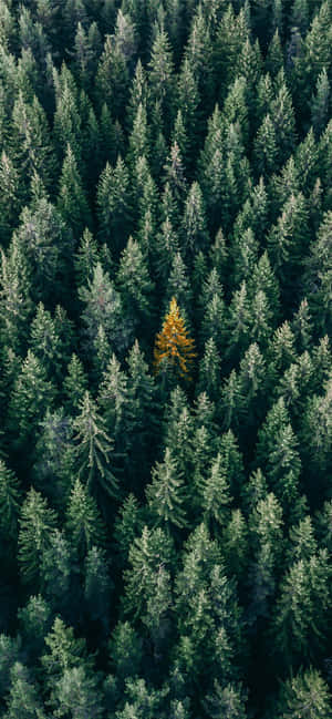 Trees Iphone — Redmi Note Wallpapers