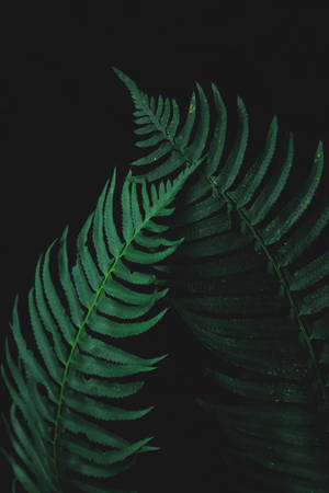 Bregneblade Svag — Dæmpet Wallpapers