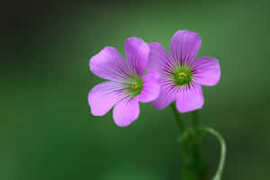 Smukke blomsterbilleder