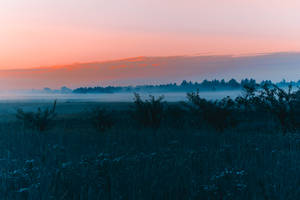 Silhuet af træer og græs under morgensolopgang i april wallpaper — Twilight Wallpapers
