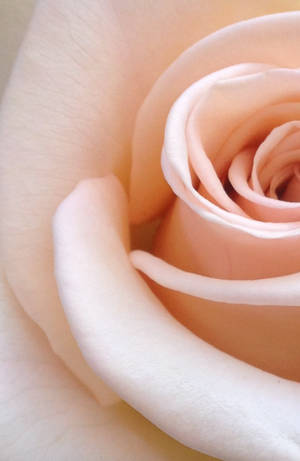 Naturens tiltrækning - en fantastisk levende rød rose — Honor MagicPad4 Wallpapers