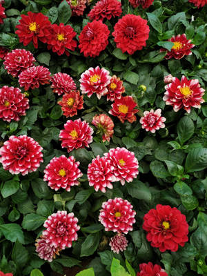 Nellike Blomst iPhone — Blomst Wallpapers