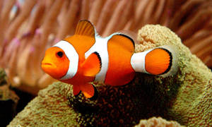 Nemo fed fisk på koralrev tapet