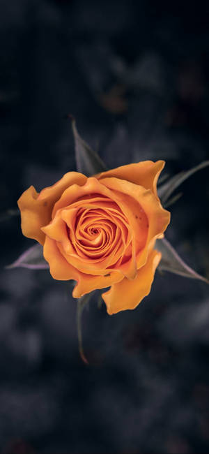 Note 10 Plus Orange Rose baggrund — iPhone 15 Pro Wallpapers
