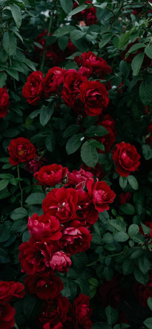 Note 10 Plus rosebusk tapet — iPhone 15 Wallpapers