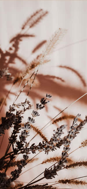 Beige æstetiske billeder — Beige æstetik GIF Wallpapers