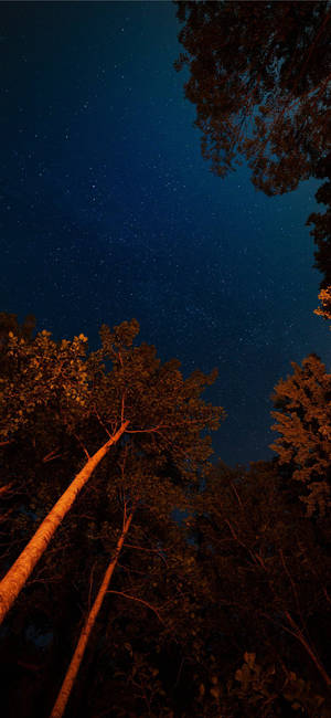 Stjerner om natten i skov iPhone 11 wallpaper.