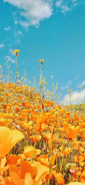 Iphone Xs Californien Baggrund — Galaxy Note Wallpapers
