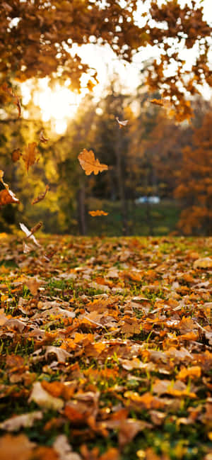 Bedste efterårsbaggrund — Vivo T4R Wallpapers