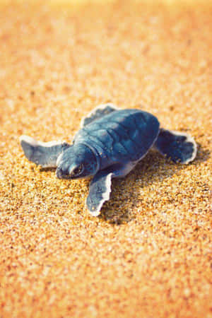 Nyd dette søde skildpadde, der sidder stille i sommersolen — Sød skildpadde Wallpapers
