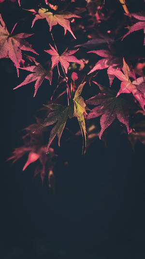 736x1308 Smuk Happy Fall iPhone X-baggrund — iPhone X Wallpapers