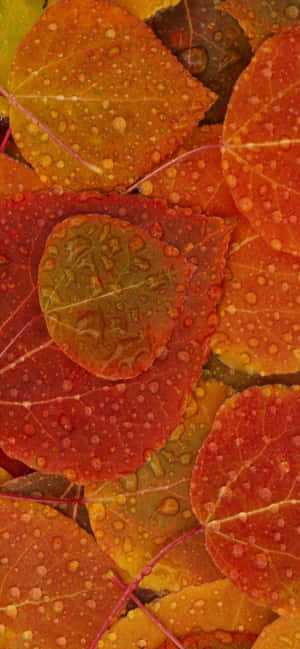 Iphone Xs Max Efterårsbaggrund — POCO C95 Pro Wallpapers
